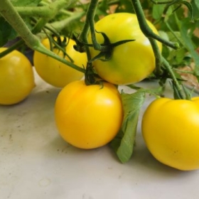 GelbeTomaten 2026-07-29 11.02.
